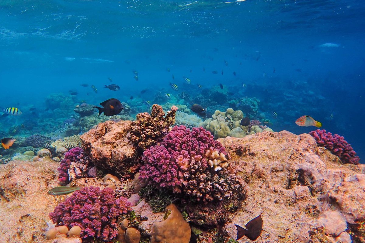 An underwater coral reef scene with pink and brown corals on a rocky reef and small tropical fish swimming in clear blue water.